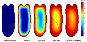 Improved Finite Element Modeling of Heat and Mass Transfers in Single Corn ...