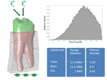 Finite Element Analysis of Equine Tooth Movement Under Masticatory Loading