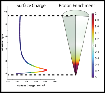 Proton Enrichment and Surface Charge Dynamics in pH-Responsive Nanopores