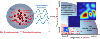 Investigating elastic- and entropic-driven rupture mechanisms of ...