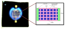 Nanoporous Silicon Structures for Toxin Detection
