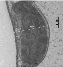 Unraveling the CO2 Diffusion Pathway in C3 Plants