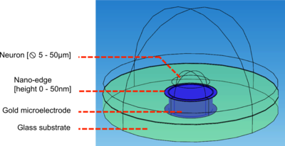 Simulations of Microelectrode and Neuron Interfaces Enable Long-Term and ...