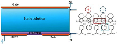 Model of Biosensor based on Organic Electrochemical Transistors