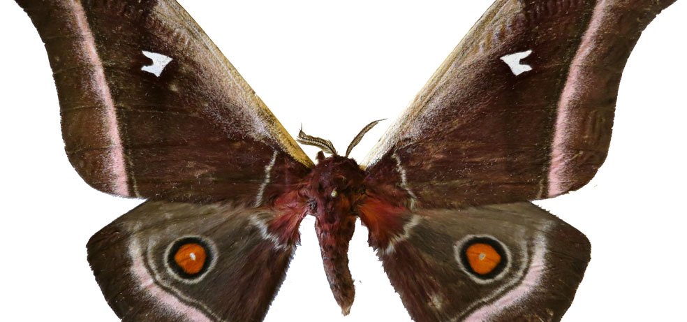 Studying Acoustic Camouflaging of Moths at the University of Bristol